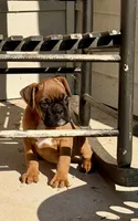 Black mask , a male Boxer for sale in Columbia, SC – 2 of 2