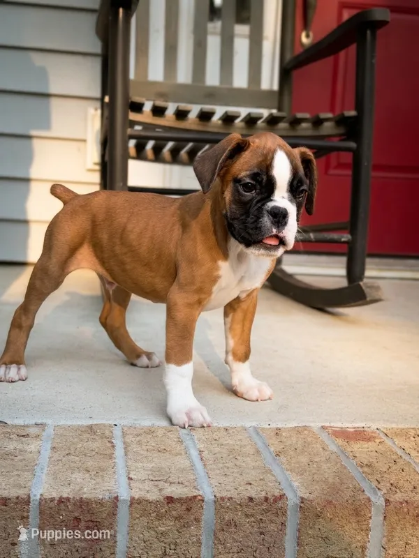 Flashy male  – Boxer puppy for sale in Columbia, SC