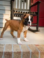 Flashy male , a male Boxer for sale in Columbia, SC – 1 of 2