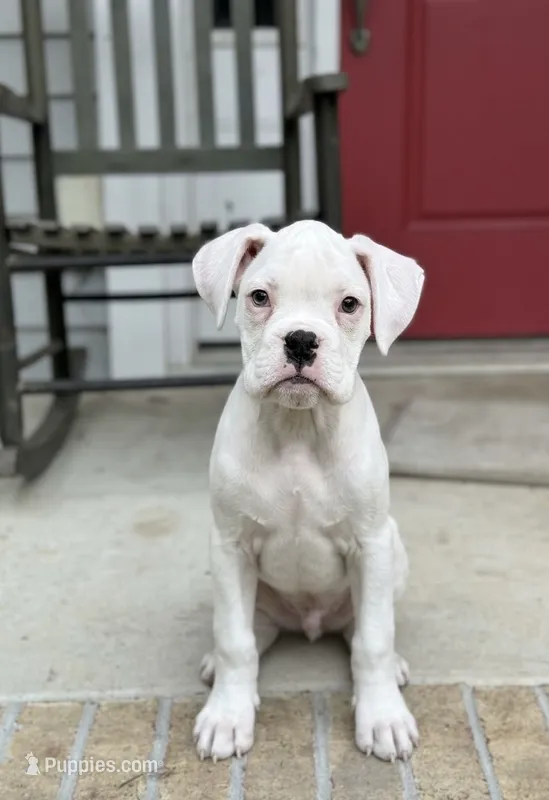 White male  – Boxer puppy for sale in Columbia, SC