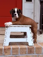 Flashy male , a male Boxer for sale in Columbia, SC – 2 of 2