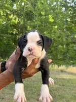 Flashy Sealed Male , a  Boxer for sale in Columbia, SC – 2 of 3