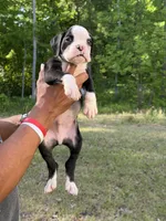 Flashy Sealed Male , a  Boxer for sale in Columbia, SC – 3 of 3