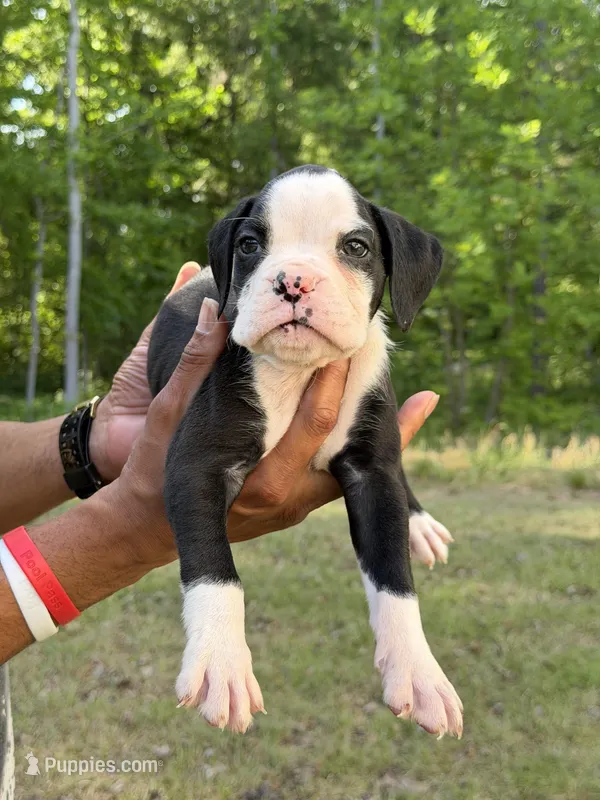 Flashy Sealed Male  – Boxer puppy for sale in Columbia, SC