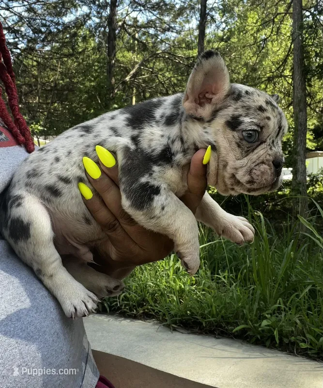 Merle male, a male French Bulldog for sale in Columbia, SC – Photo 1 of 3