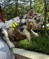 Merle male, a male French Bulldog for sale in Columbia, SC – Photo 1 of 3