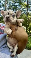 Merle male, a male French Bulldog for sale in Columbia, SC – Photo 3 of 3