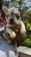 Merle male, a male French Bulldog for sale in Columbia, SC – Photo 2 of 3