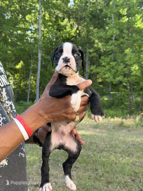sealed male – Boxer puppy for sale in Columbia, SC