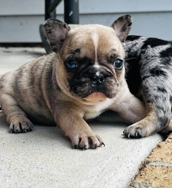 Merle female  – French Bulldog puppy for sale in Columbia, SC