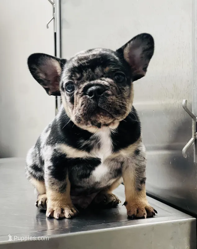 Frenchie male  – French Bulldog puppy for sale in Columbia, SC