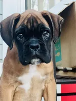 Black face 100 percent euro , a male Boxer for sale in Columbia, SC – Photo 1 of 9