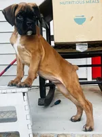 Black face 100 percent euro , a male Boxer for sale in Columbia, SC – Photo 7 of 9