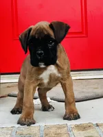 Black face 100 percent euro , a male Boxer for sale in Columbia, SC – Photo 8 of 9