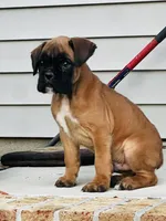 Black face 100 percent euro , a male Boxer for sale in Columbia, SC – Photo 3 of 9