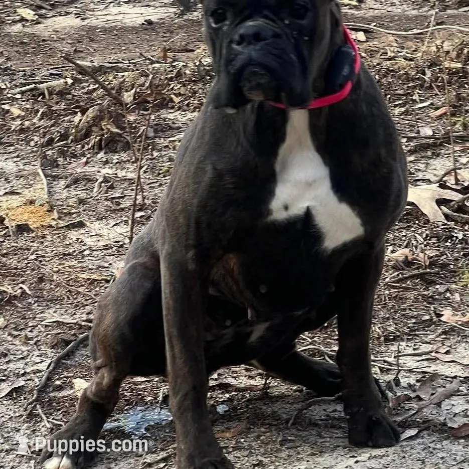 Black face 100 percent euro , a male Boxer for sale in Columbia, SC – Photo 2 of 9