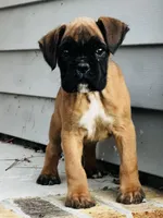Black face 100 percent euro , a male Boxer for sale in Columbia, SC – Photo 6 of 9