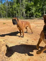 Black face 100 percent euro , a male Boxer for sale in Columbia, SC – Photo 5 of 9