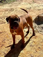 Black face 100 percent euro , a male Boxer for sale in Columbia, SC – Photo 4 of 9