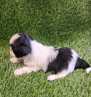 Daisy , a female Shih Tzu for sale in Hayward, CA – 8 of 8
