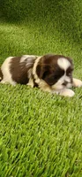 Teddy, a male Shih Tzu for sale in Hayward, CA – 3 of 8