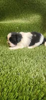 Benji, a male Shih Tzu for sale in Hayward, CA – 7 of 7