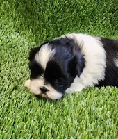 Bella, a female Shih Tzu for sale in Hayward, CA – 3 of 6