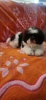 Teddy , a male Shih Tzu for sale in Hayward, CA – 4 of 4