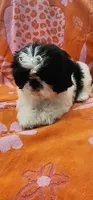 Benji, a male Shih Tzu for sale in Hayward, CA – 4 of 10