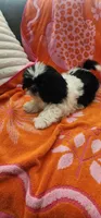 Louie, a male Shih Tzu for sale in Hayward, CA – 4 of 10
