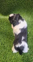 Milo, a male Shih Tzu for sale in Hayward, CA – 3 of 8
