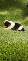 Louie, a male Shih Tzu for sale in Hayward, CA – 5 of 5