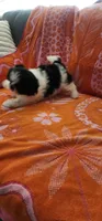 Benji, a male Shih Tzu for sale in Hayward, CA – 8 of 10