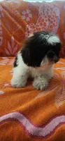 Teddy, a male Shih Tzu for sale in Hayward, CA – 5 of 9