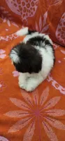 Teddy, a male Shih Tzu for sale in Hayward, CA – 1 of 9