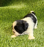 Benji, a male Shih Tzu for sale in Hayward, CA – 6 of 7