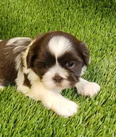 Teddy, a male Shih Tzu for sale in Hayward, CA – 2 of 8
