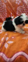 Milo, a male Shih Tzu for sale in Hayward, CA – 3 of 10