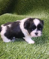 Milo, a male Shih Tzu for sale in Hayward, CA – 7 of 8
