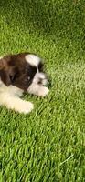 Teddy, a male Shih Tzu for sale in Hayward, CA – 4 of 8