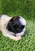 Daisy , a female Shih Tzu for sale in Hayward, CA – 5 of 8