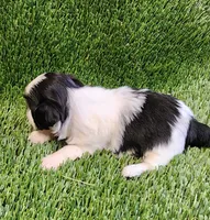 Daisy , a female Shih Tzu for sale in Hayward, CA – 2 of 8