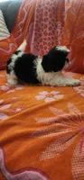 Benji, a male Shih Tzu for sale in Hayward, CA – 2 of 10