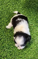 Daisy , a female Shih Tzu for sale in Hayward, CA – 4 of 8