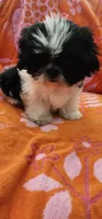 Louie, a male Shih Tzu for sale in Hayward, CA – 7 of 10
