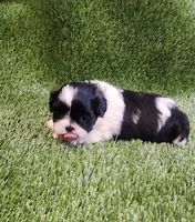 Bella, a female Shih Tzu for sale in Hayward, CA – 5 of 6