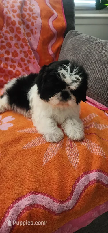 Benji – Shih Tzu puppy for sale in Hayward, CA