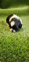 Milo, a male Shih Tzu for sale in Hayward, CA – 6 of 8
