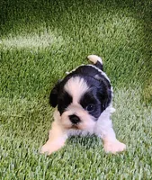 Benji, a male Shih Tzu for sale in Hayward, CA – 2 of 7