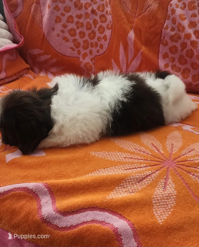 Teddy  – Shih Tzu puppy for sale in Hayward, CA